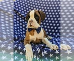 Small Photo #5 Boxer Puppy For Sale in STEVENS, PA, USA