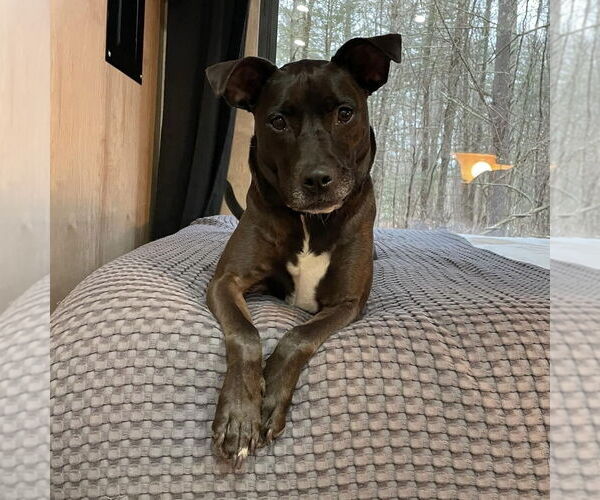 Medium Photo #56 American Pit Bull Terrier-Labrador Retriever Mix Puppy For Sale in Boston, MA, USA