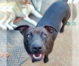 American Pit Bull Terrier Dogs for adoption in Long Beach, CA, USA