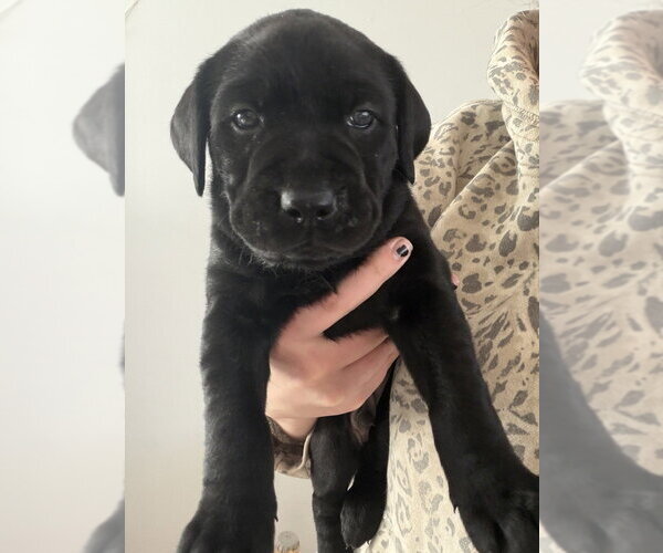 Medium Photo #1 Labrottie Puppy For Sale in Brewster, NY, USA