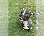 Small #8 Labrador Retriever-Plott Hound Mix