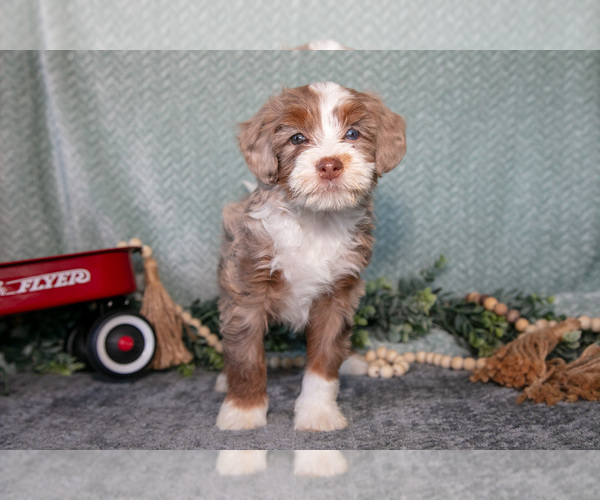 Medium Photo #2 Bernedoodle (Miniature) Puppy For Sale in APPLE CREEK, OH, USA
