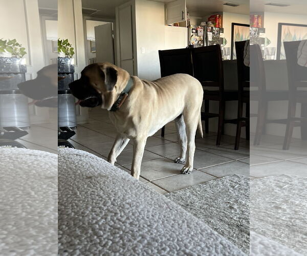 Medium Photo #9 Mastiff Puppy For Sale in Goodyear, AZ, USA