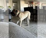 Small #8 Mastiff
