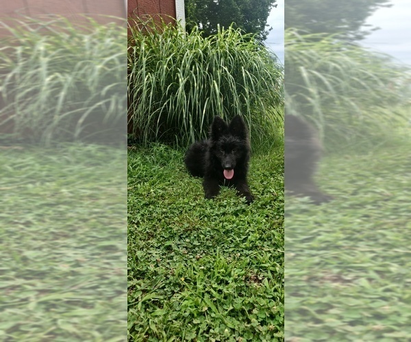 Medium Photo #3 German Shepherd Dog Puppy For Sale in COUCH, MO, USA