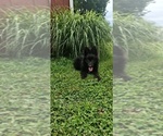 Small #2 German Shepherd Dog