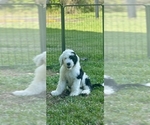 Puppy Snoopy Sheepadoodle