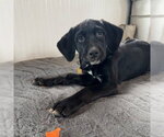 Small Colonial Cocker Spaniel-Retriever  Mix