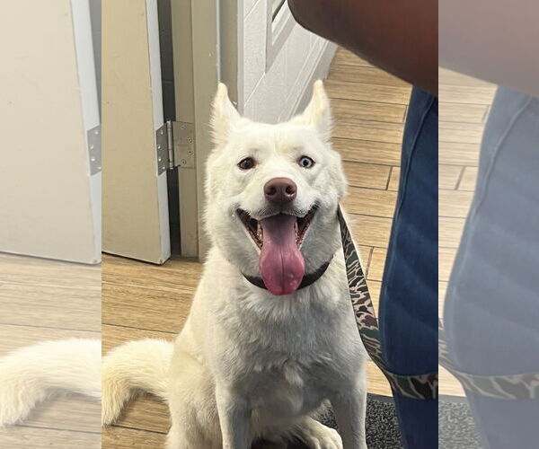 Medium Photo #3 Siberian Husky-Unknown Mix Puppy For Sale in Rowlett, TX, USA