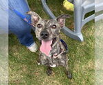 Small #1 Mountain Cur-Whippet Mix