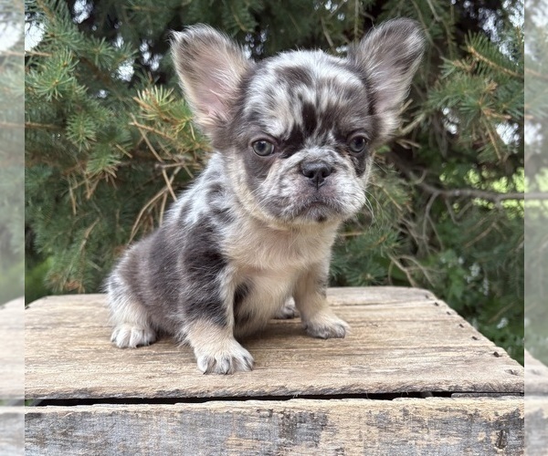 Medium Photo #2 French Bulldog Puppy For Sale in MIDDLEBURY, IN, USA