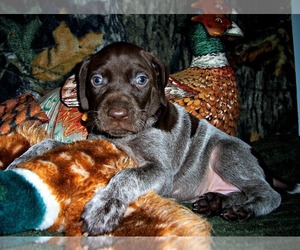 German Shorthaired Pointer Puppy for sale in ELBERTA, AL, USA