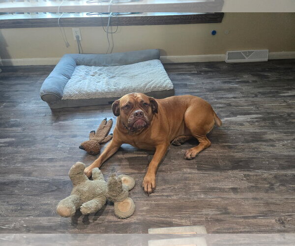 Medium Photo #2 Mastiff Puppy For Sale in Strongsville, OH, USA