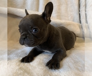 French Bulldog Puppy for sale in JOHNS ISLAND, SC, USA