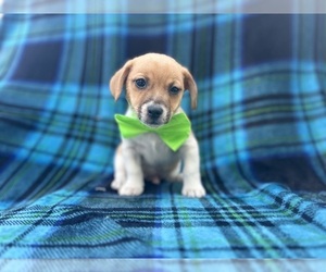 Jack Russell Terrier Puppy for sale in LAKELAND, FL, USA