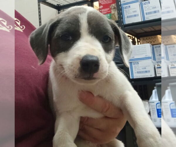 Medium Photo #2 Mutt Puppy For Sale in Canton, CT, USA