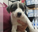 Small #1 Mutt