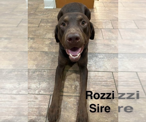 Medium Photo #1 Labrador Retriever Puppy For Sale in FAYETTEVILLE, OH, USA