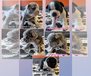 Faux Frenchbo Bulldog Puppy for sale in BETHEL, PA, USA