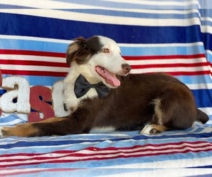 Miniature Australian Shepherd Puppy for sale in LANCASTER, PA, USA
