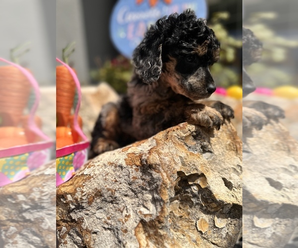 Medium Photo #4 Poodle (Miniature) Puppy For Sale in HERNANDO, FL, USA