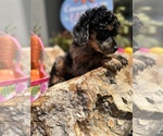 Small Photo #4 Poodle (Miniature) Puppy For Sale in HERNANDO, FL, USA