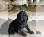 Small #3 Goldendoodle