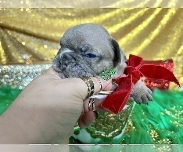 Medium Photo #88 French Bulldog Puppy For Sale in HAYWARD, CA, USA