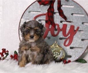 Bernedoodle-Poodle (Miniature) Mix Puppy for sale in FREDERICKSBG, OH, USA