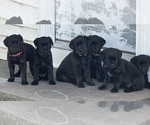 Small #12 Golden Retriever-Rottweiler Mix