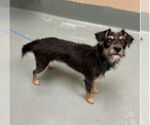 Small #2 Airedale Terrier Mix