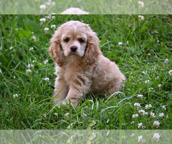 Medium Photo #7 Cocker Spaniel Puppy For Sale in AVALON, MO, USA