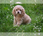 Small #6 Cocker Spaniel