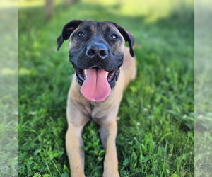 Mastiff-Unknown Mix Dogs for adoption in Catasauqua, PA, USA