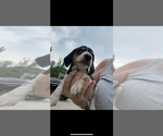 Small #3 Dachshund