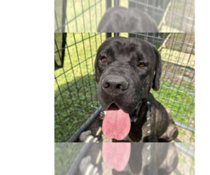 Mutt Dogs for adoption in Abbeville, LA, USA