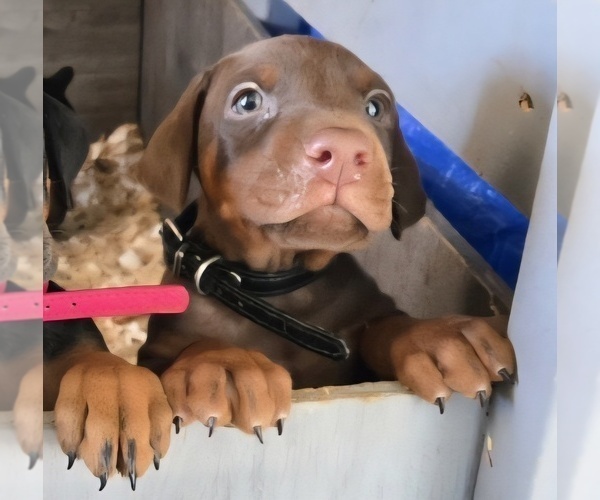 Medium Photo #10 Doberman Pinscher Puppy For Sale in BEGGS, OK, USA