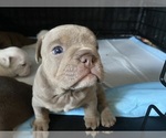 Puppy 2 American Bully-Bulldog Mix
