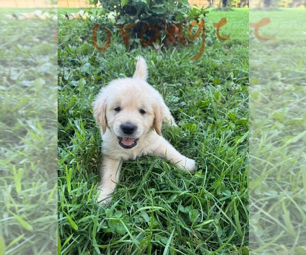 Medium Photo #8 English Cream Golden Retriever-Golden Retriever Mix Puppy For Sale in AUSTIN, IN, USA