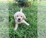 Small #7 English Cream Golden Retriever-Golden Retriever Mix