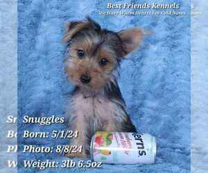 Yorkshire Terrier Puppy for sale in TEMPE, AZ, USA