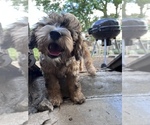 Small Photo #8 Goldendoodle-Miniature Bernedoodle Mix Puppy For Sale in SOUTH ORANGE, NJ, USA
