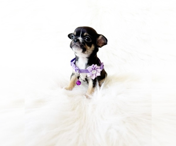 Medium Photo #1 Chihuahua Puppy For Sale in SACRAMENTO, CA, USA
