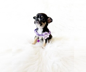 Chihuahua Puppy for sale in SACRAMENTO, CA, USA