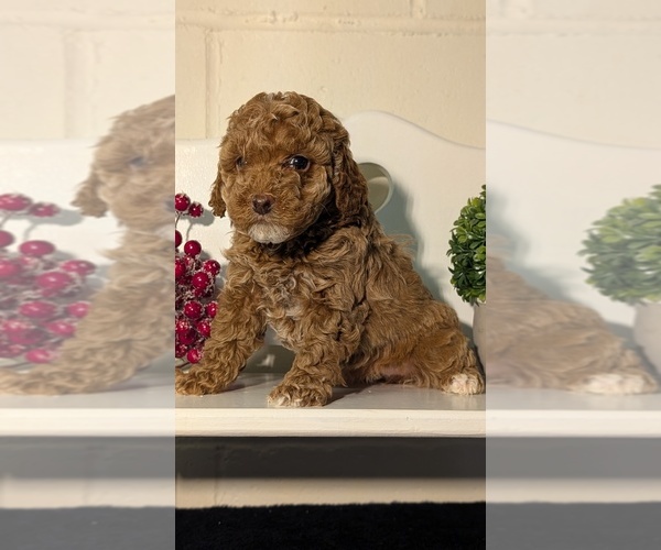 Medium Photo #17 Poodle (Miniature) Puppy For Sale in GOSHEN, IN, USA
