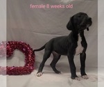 Small Photo #4 Great Dane Puppy For Sale in IUKA, IL, USA