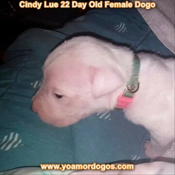 Medium Photo #18 Dogo Argentino Puppy For Sale in PINEVILLE, MO, USA