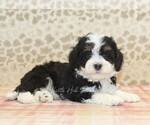 Small #1 Miniature Bernedoodle