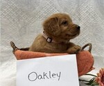 Small #2 Golden Retriever