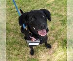 Small #6 Labrador Retriever Mix